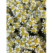 Танацетум (Tanacetum)